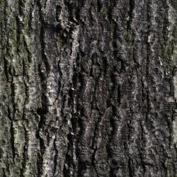 Seamless Bark 0001